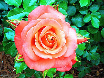Pink Rose, rose, pink, beautiful HD wallpaper