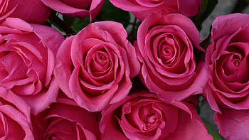 Red Roses, rose, nature, flower, red HD wallpaper