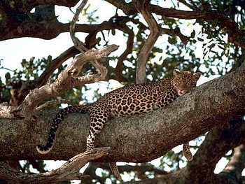 Leopard on Tree, on tree, beautiful, leopard HD wallpaper