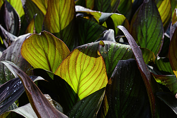 Leaves, fresh, water drops HD wallpaper