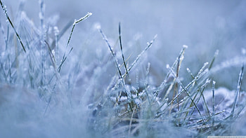 Morning chill, winter, graphy, , frosty, chill, abstract, snow, , macro, frosted, frost, frozen, cold, grass, field, nature, ice HD wallpaper