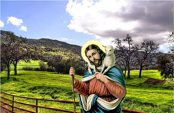 My sweet Good Shepherd, Jesus Christ, god, sheep, fence, jesus, christ, nature, shepherd HD wallpaper