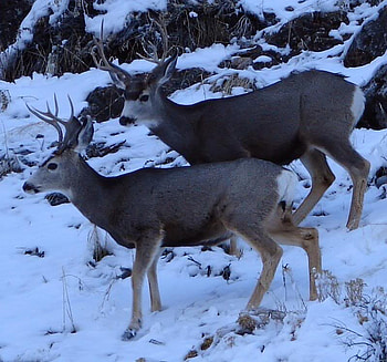 Mule Deer in Snow, bucks, deer, animals, snow, nature, mule deer HD wallpaper