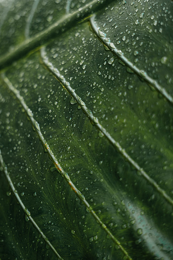 Drops, Macro, Surface, Leaflet HD phone wallpaper