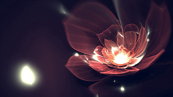 Abstract, Background, Flower, Dark, Shine, Lines, Brilliance HD wallpaper
