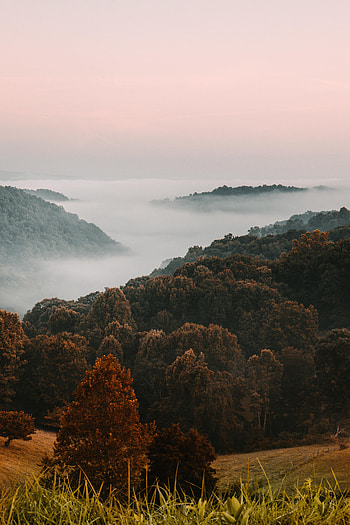 Nature, Trees, Grass, Forest, Fog HD phone wallpaper