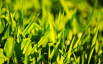 Grass, Macro, Glare, Shine, Light HD wallpaper