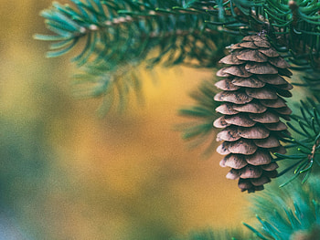 Nature, Blur, Smooth, Spruce, Fir, Cone, Bump HD wallpaper