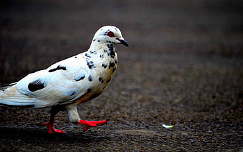 Mac , Pigeon collection, , Diverse avian beauty HD wallpaper