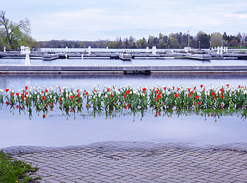 Spring Flood, graphy, Tulips, Flowers, Lake, Nature, Spring, Sky HD wallpaper