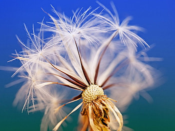 Dandelion, white, fair, sky, nature, pure HD wallpaper
