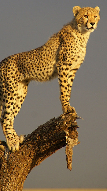 Cheetah, Yellow Cheetah HD phone wallpaper