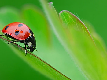 Lady bug, lady, nature, plants, bug HD wallpaper