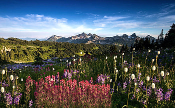 Tatoosh Mountain Range on Mt Rainier, Washington state, wildflowers, clouds, landscape, flowers, sky, usa HD wallpaper