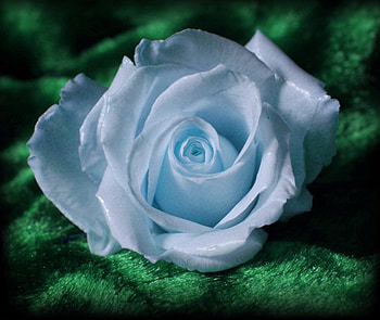 Blue Rose , BEAUTY, FLOWERS, NATURE, BLUE HD wallpaper