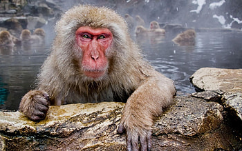 Animals, Water, Muzzle, Monkey, Wool HD wallpaper