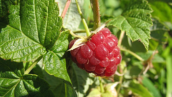 Luscious raspberry, Vibrant and refreshing, Nature's candy, Mouthwatering treat HD wallpaper