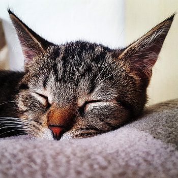 Relaxed, animal, cat, muzzle, closed eyes HD phone wallpaper
