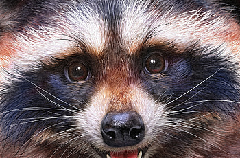 Raccoon, frumusete, raton, alenaekaterinburg, elena roslyakova, eyes, cute, gorgeous, superb, fantasy, face HD wallpaper