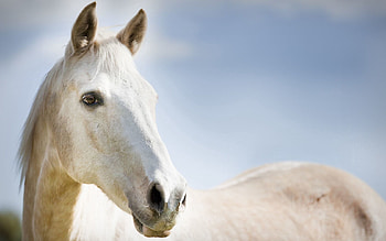Animals, Sky, Light, Muzzle, Light Coloured, Horse HD wallpaper