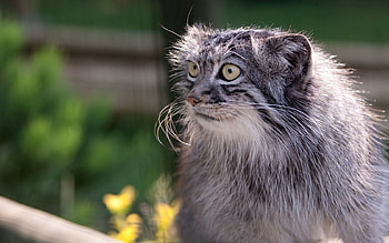 Animals, Fluffy, Muzzle, Pallas' Cat, Manul, Surprise, Astonishment HD wallpaper