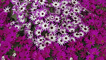 Flowers, Bright, Flower Bed, Flowerbed, Lot HD wallpaper