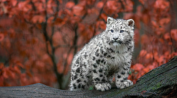 Snow Leopard, Baby HD wallpaper
