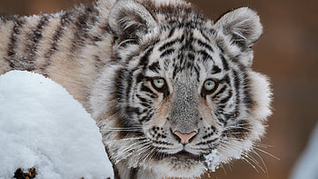 White tiger, animal, tigru, face, white, tiger HD wallpaper