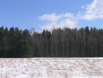 Estonian flag - blue black and white, estonia, snow, sky, flag, forest, tree HD wallpaper