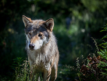Animals, Dog, Predator, Wolf, Wildlife HD wallpaper