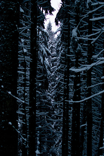 Nature, Trees, Snow, Branches, Passage HD phone wallpaper