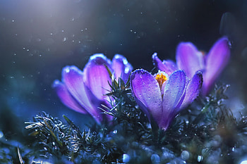 Spring crocuses, closeup, delicate, wet, drops, flowers, beautiful, spring, dew HD wallpaper