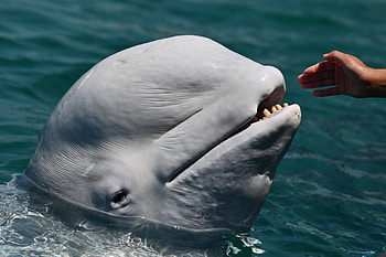 Beluga Whales, Russia to China, Wildlife trade, Animal dom HD wallpaper