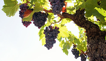 Grape tree, White background, beauty, Mobile HD wallpaper