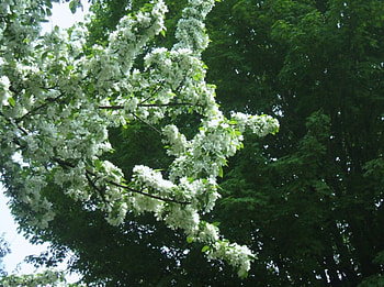 blossoms at sunnydale, blosoms, white, green, tree HD wallpaper