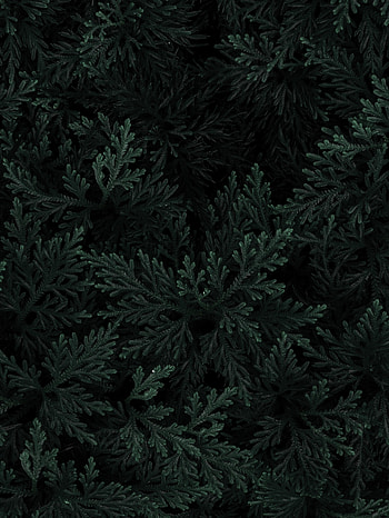 Leaves, Macro, Dark, Branches HD phone wallpaper