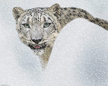 Snw Leoperd, animal, wild HD wallpaper