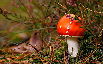 Amanita, Nature, Fliegenpilz, Poisonous HD wallpaper