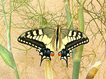Soft and silky, blue, sunshine, black, plants, silky yellow, soft, wonderful, butterflies, bugs, life, animals, green, red, forever HD wallpaper
