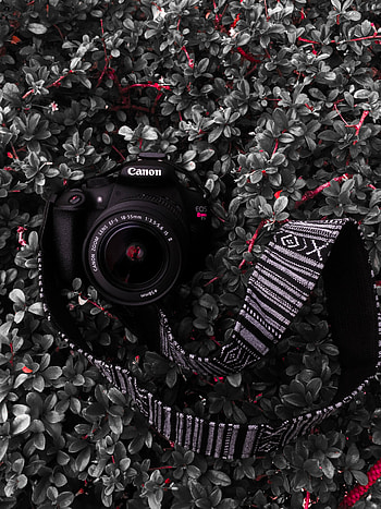 Bush, Plant, Lens, Technologies, Technology, Camera, Strap, Thong HD phone wallpaper