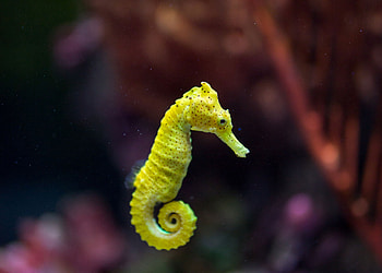 Seahorse, Sea Life Bangkok Ocean World, Kingdom, Animals HD wallpaper