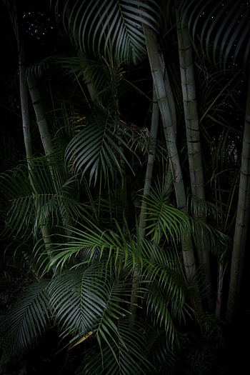 Plants, Nature, Trees, Palms, Branches HD phone wallpaper
