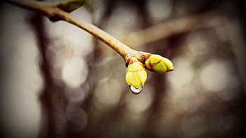 Drops, Macro, Blur, Smooth, Branch, Spring HD wallpaper