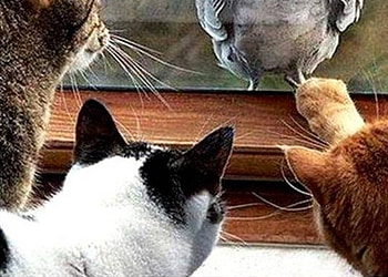 Can we eat it?, cats, pigeon, window HD wallpaper