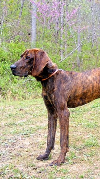 Brindle Dog Breeds, Hunt, Plott Hound HD phone wallpaper