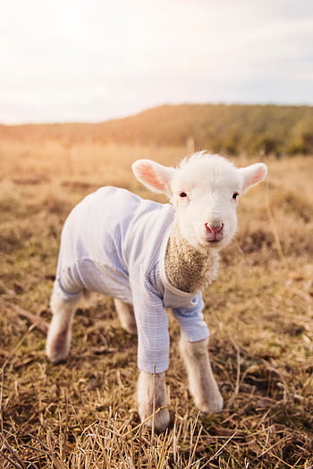 Adorable lamb wearing clothes in a sunlit grass field during spring. HD phone wallpaper