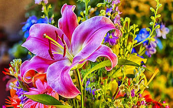 Beautiful flower, nature, flowers, blooms, petals HD wallpaper