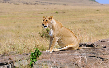 Animals, Sit, Young, Field, Lion, Lioness HD wallpaper