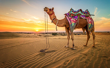 Skyline beauty, Desert horizon, Camel section, Animals in nature HD wallpaper