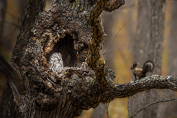 Owl Squirrel, Branch, Owl, Squirrel, Tree HD wallpaper